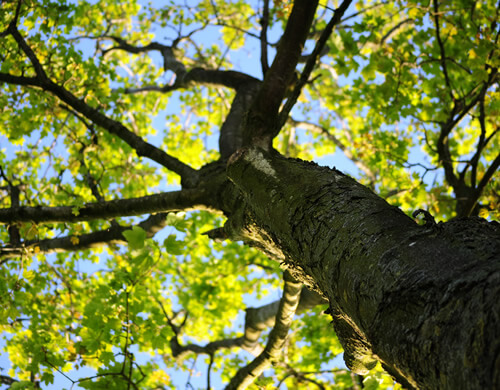 Small Tree Removal for Independent Living Hartford WI